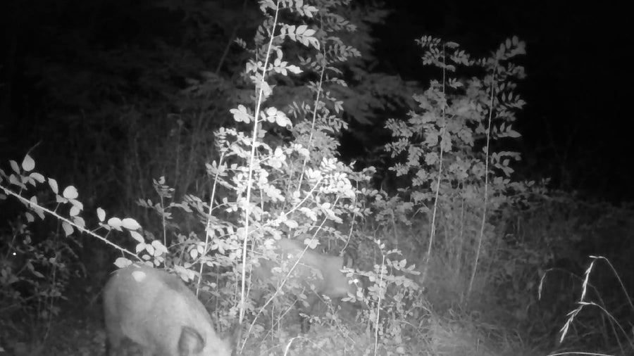 Sanglier 🐗