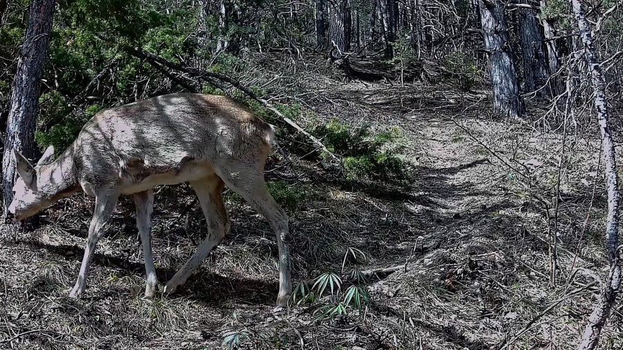 Ma première chevrette