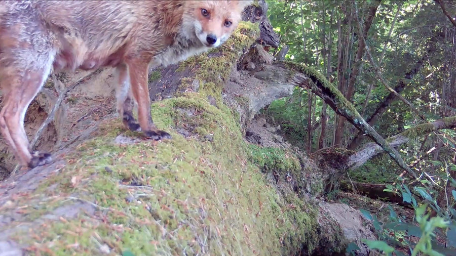 Elle me regarde 🦊