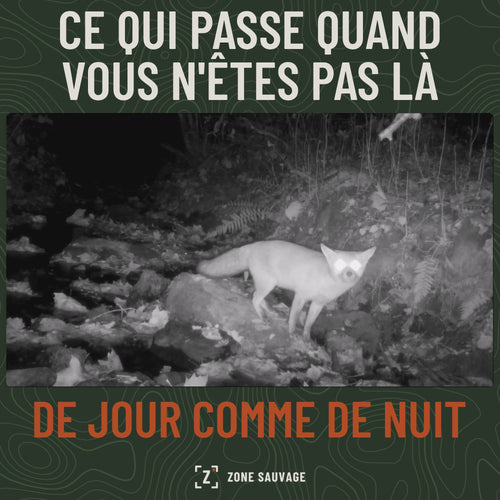 Vidéo de caméra de chasse : animaux filmés de nuit en infrarouge et de jour en couleur