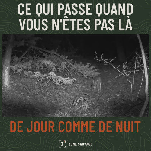 Vidéo de caméra de chasse : animaux filmés de nuit en infrarouge et de jour en couleur