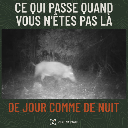 Vidéo de caméra de chasse : animaux filmés de nuit en infrarouge et de jour en couleur