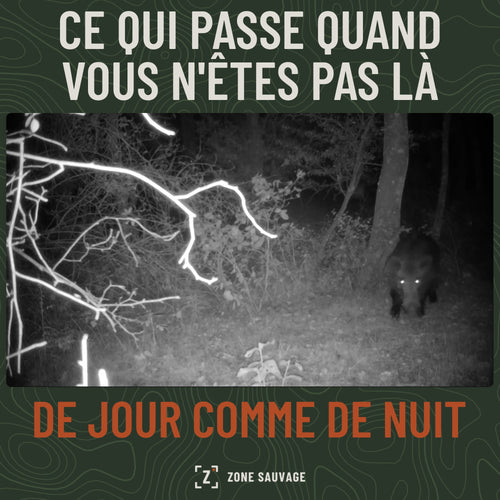 Vidéo de caméra de chasse : animaux filmés de nuit en infrarouge et de jour en couleur