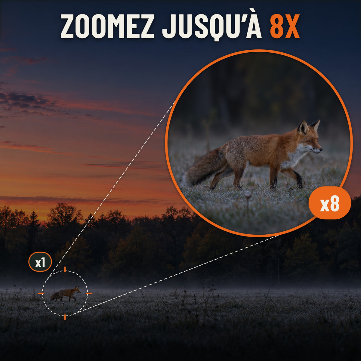 Vision nocturne avec zoom jusqu'à 8X : renard repéré au loin en lisière au crépuscule et vue agrandie